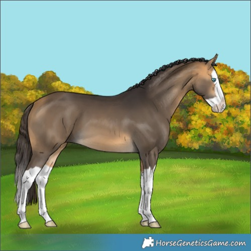 Horse Color:Buckskin Splash 