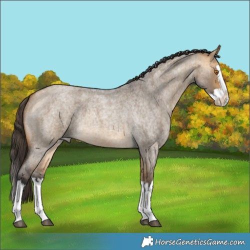 Horse Color:Buckskin Roan Dun Splash
