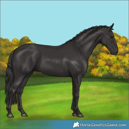 Horse Color:Smoky Black 