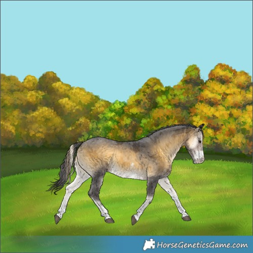 Horse Color:Buckskin Onyx Merle Sabino Tobiano