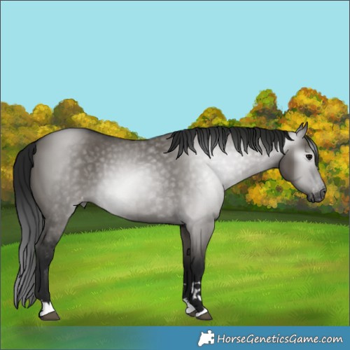 Horse Color:Gray Grullo Varnish