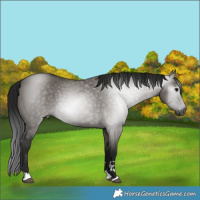 Horse Color:Gray Grullo Varnish 