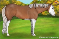 Horse Color:Silver Bay Splash 