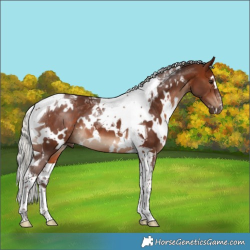 Horse Color:White Spotted Silver Bay Tobiano 
