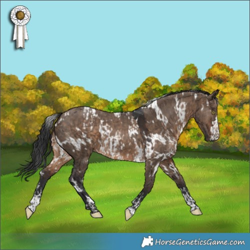 Horse Color:White Spotted Brown Dun  and White Spotted Brown Dun 