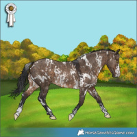 Horse Color:White Spotted Brown Dun  and White Spotted Brown Dun 