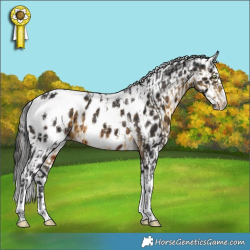 Horse Color:Powder White Silver Buckskin Tobiano Appaloosa Rabicano  and Powder White Gray Brown Tobiano Appaloosa Rabicano 