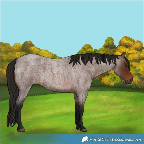 Horse Color:Unknown 
