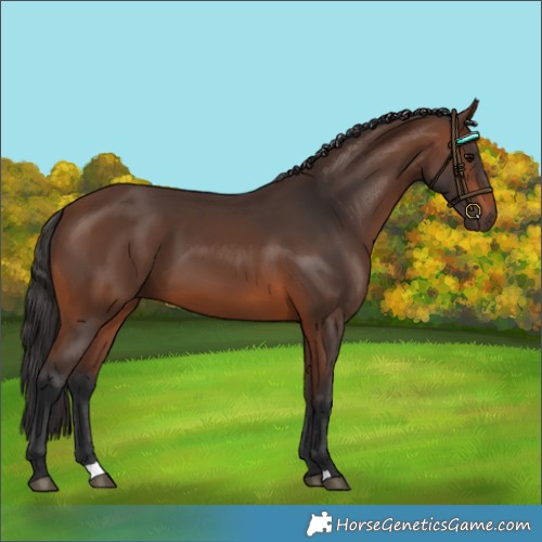 Horse Color:Brown 