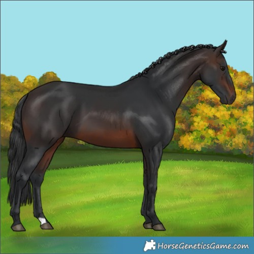 Horse Color:Brown 
