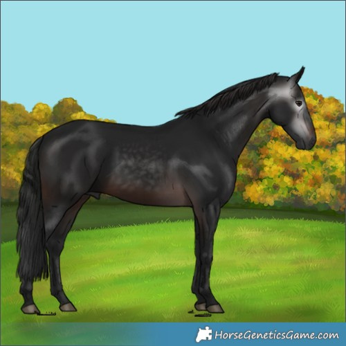 Horse Color:Gray Brown 