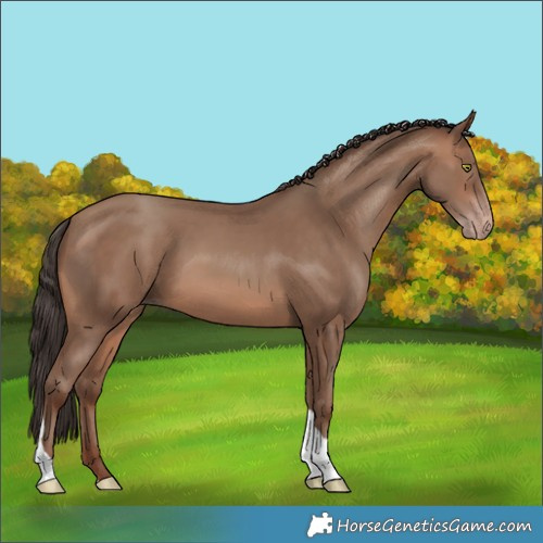 Horse Color:Sable Champagne Tobiano 