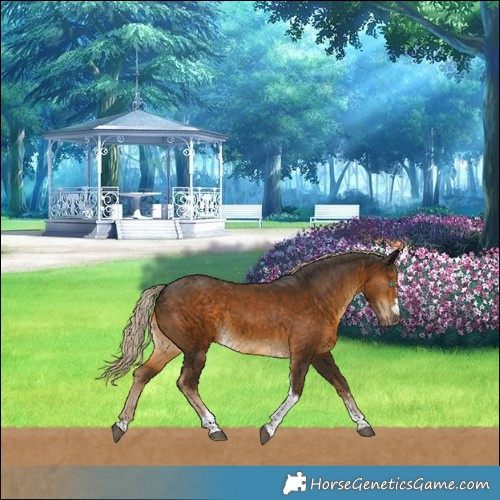 Horse Color:Chocolate Palomino Tobiano 