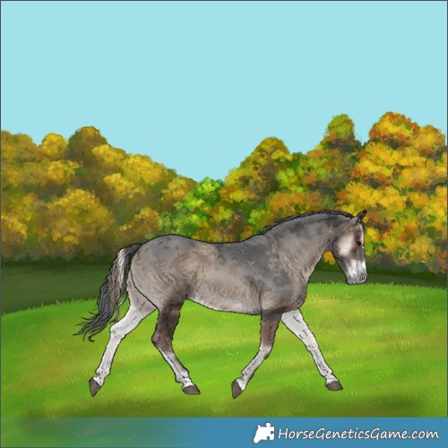 Horse Color:Blue Onyx Merle 