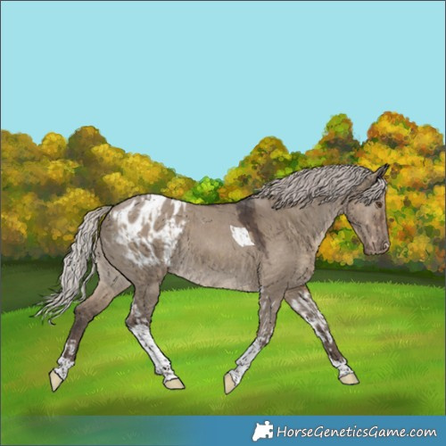 Horse Color:Silver Smoky Grullo Tobiano  and Silver Grullo Tobiano Appaloosa 
