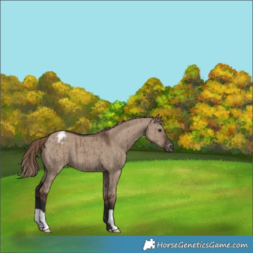 Horse Color:Liver Red Dun Appaloosa Brindle 