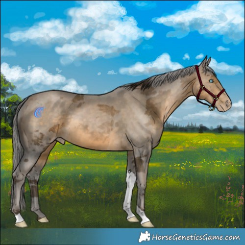 Horse Color:Gray Buckskin Pearl Merle Tobiano 