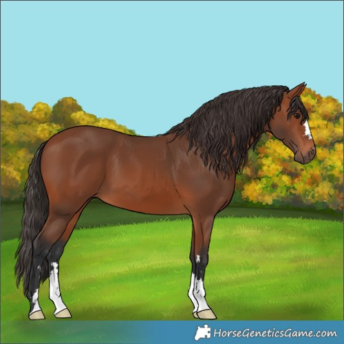 Horse Color:Bay 