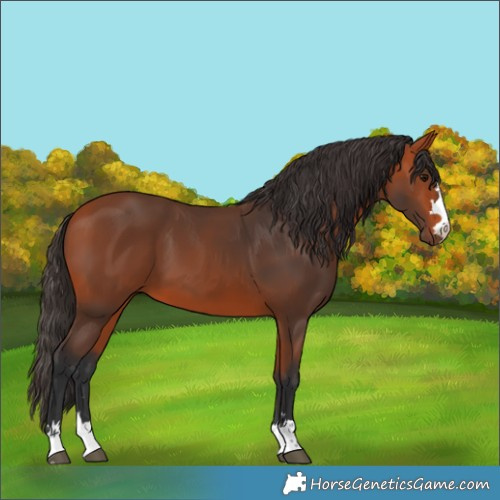 Horse Color:Bay 