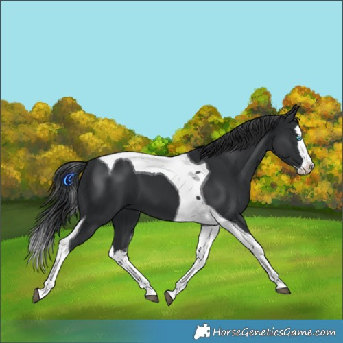 Horse Color:Black Splash Tobiano