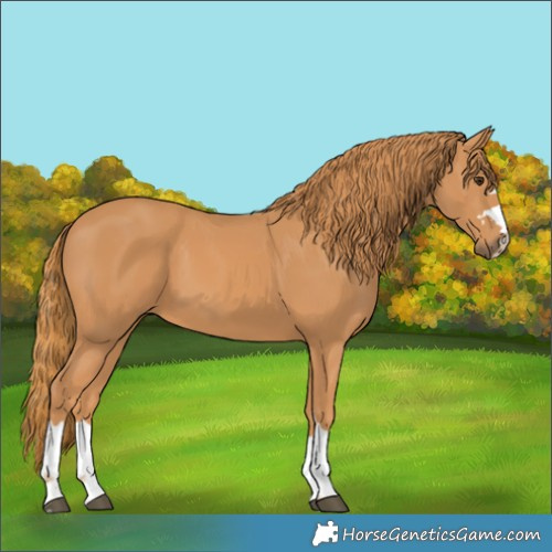 Horse Color:Chestnut 