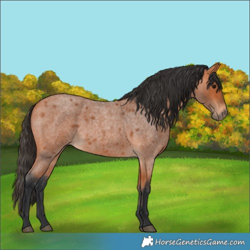 Horse Color:Bay Roan 