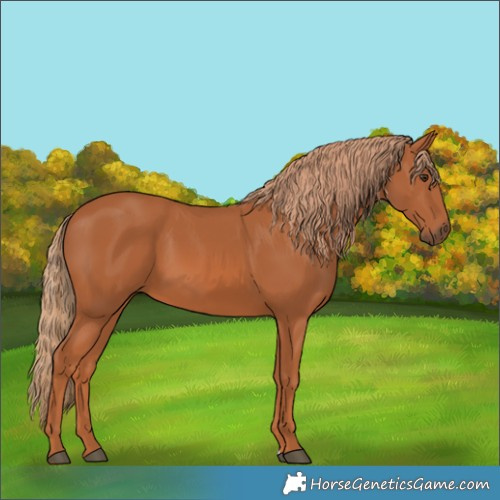 Horse Color:Chestnut 