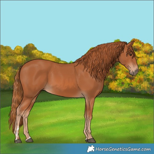 Horse Color:Chestnut 