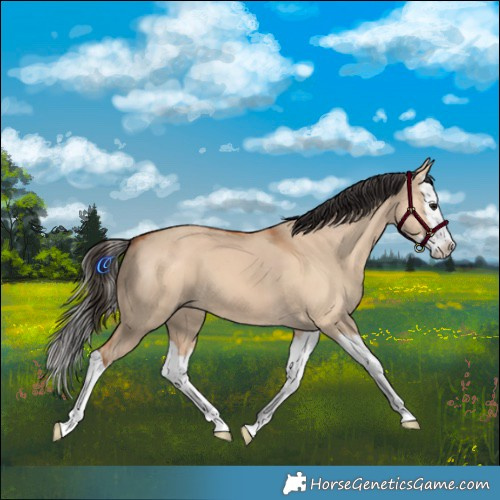 Horse Color:Bay Dun Splash