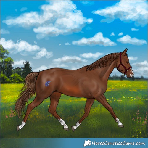 Horse Color:Chestnut 