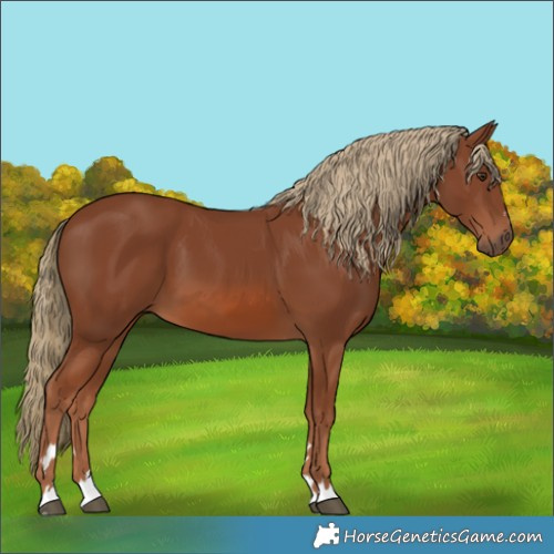 Horse Color:Chestnut 