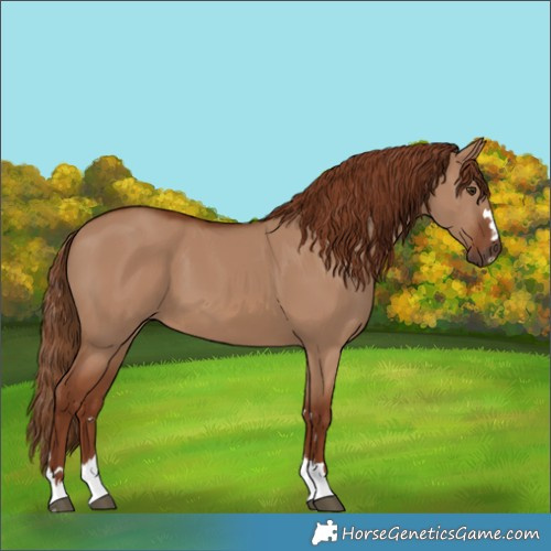 Horse Color:Red Dun 