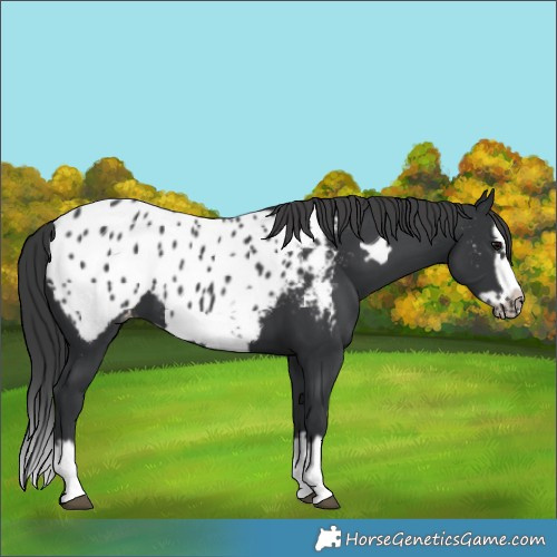 Horse Color:Black Splash Frame Near Leopard 