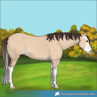 Horse Color:Bay Dun Splash