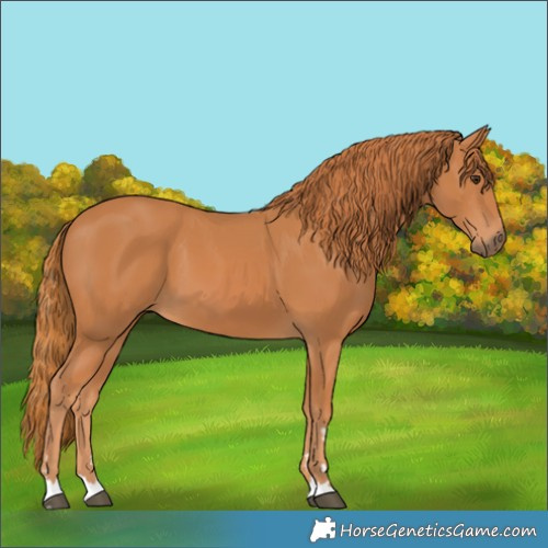 Horse Color:Chestnut 