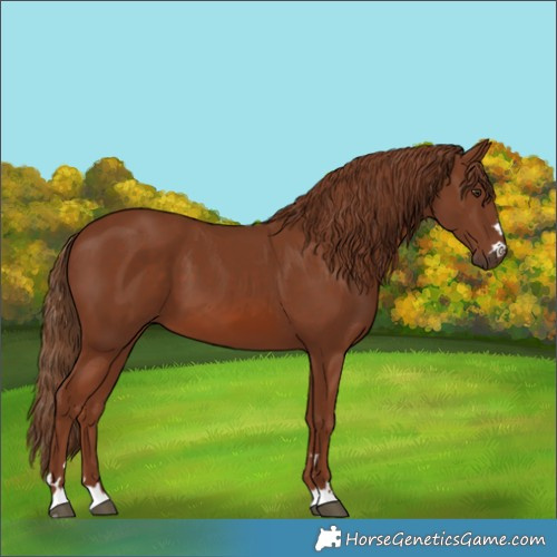 Horse Color:Chestnut 