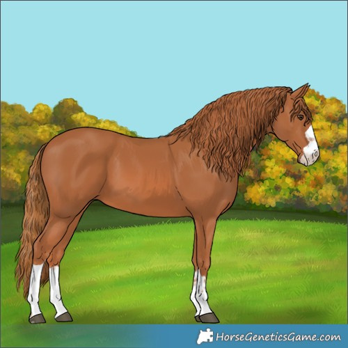 Horse Color:Chestnut 