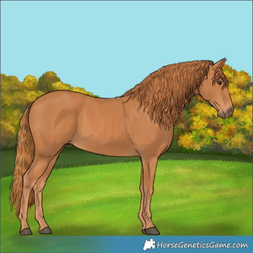 Horse Color:Chestnut 