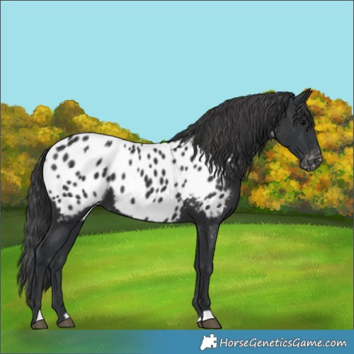 Horse Color:Black Appaloosa 
