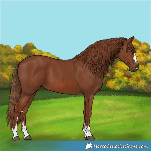 Horse Color:Chestnut 