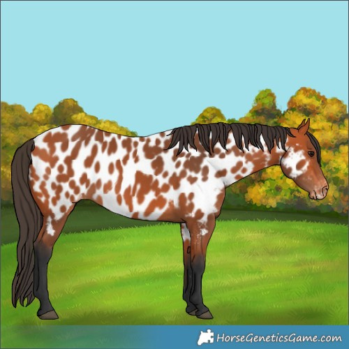 Horse Color:Bay Appaloosa 