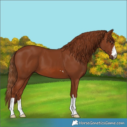 Horse Color:Chestnut 