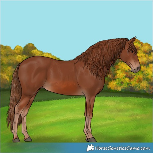 Horse Color:Chestnut 