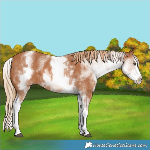 Horse Color:White Spotted Chestnut Splash 