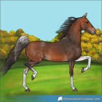 Horse Color:White Spotted Bay 