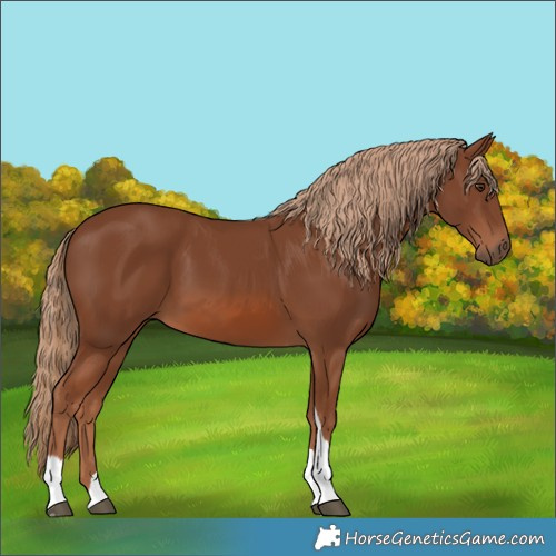 Horse Color:Chestnut Tobiano 