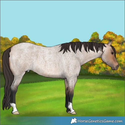 Horse Color:Bay Roan Dun 