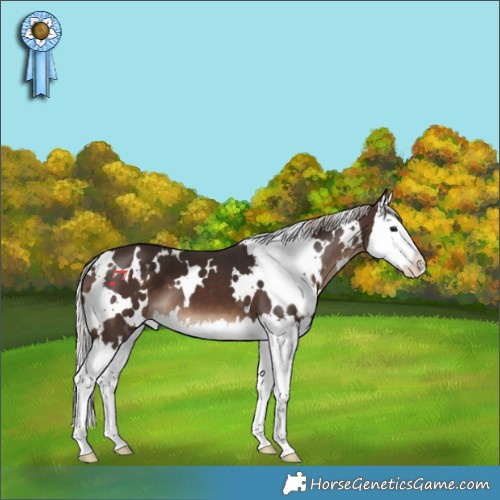 Horse Color:White Spotted Silver Brown Splash