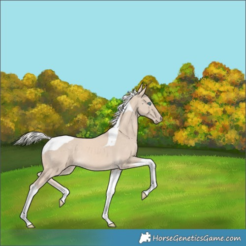 Horse Color:Cremello Tobiano 