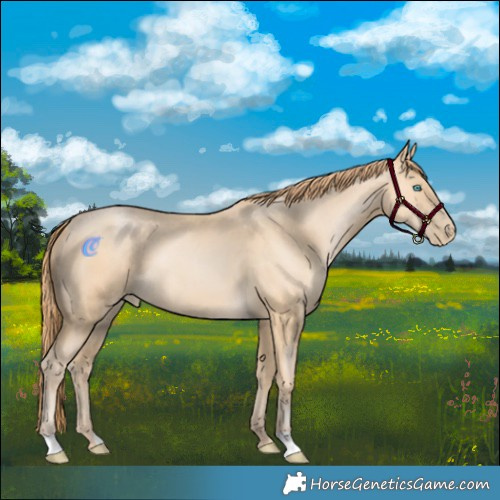 Horse Color:Buckskin Pearl 